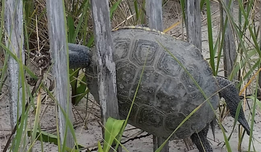 Tranquility Tuesday #12 The Tenacious Terrapin