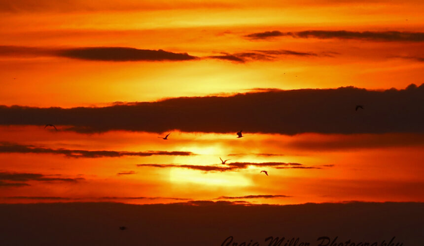 Tranquility Tuesday #19 Sun Birds
