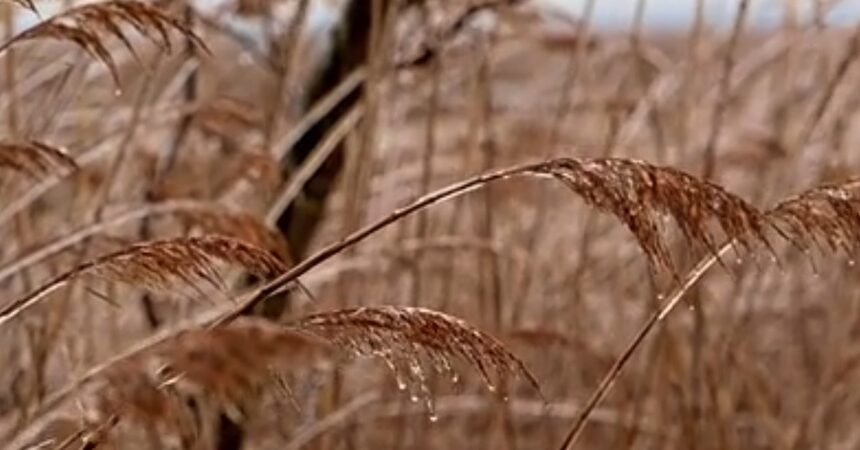 Tranquility Tuesday #50 An Icy Morning