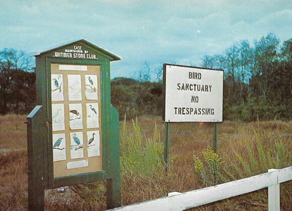 Picture of the Day No. 171 – “STONE HARBOR BIRD SANCTUARY” Picture of the Day No. 171 – “STONE HARBOR BIRD SANCTUARY”